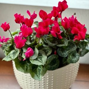 Meet your Posher, Natalia